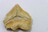 shark tooth: SQUALICORAX PRISTODONTUS - Maastrichtian - Oued Zem, Khouribga, Morocco