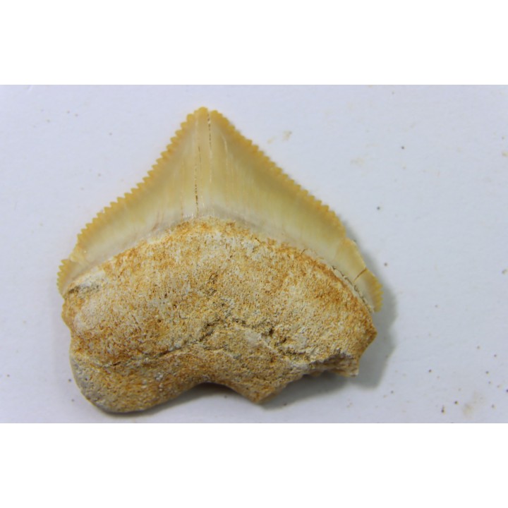 dent de requin: SQUALICORAX PRISTODONTUS - Maestrichtien - Oued Zem, Khouribga, MAROC