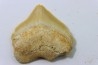 shark tooth: SQUALICORAX PRISTODONTUS - Maastrichtian - Oued Zem, Khouribga, Morocco