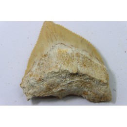dent de requin: SQUALICORAX PRISTODONTUS - Maestrichtien - Oued Zem, Khouribga, MAROC