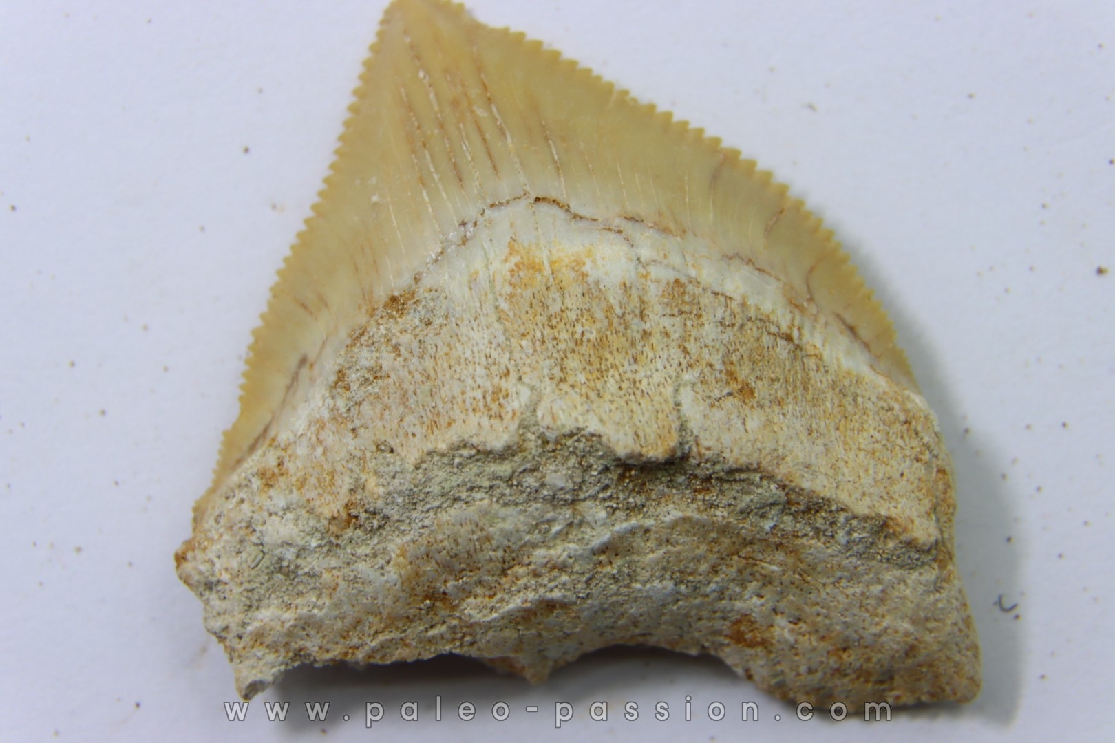 shark tooth: SQUALICORAX PRISTODONTUS - Maastrichtian - Oued Zem, Khouribga, Morocco
