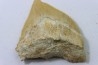 dent de requin: SQUALICORAX PRISTODONTUS - Maestrichtien - Oued Zem, Khouribga, MAROC