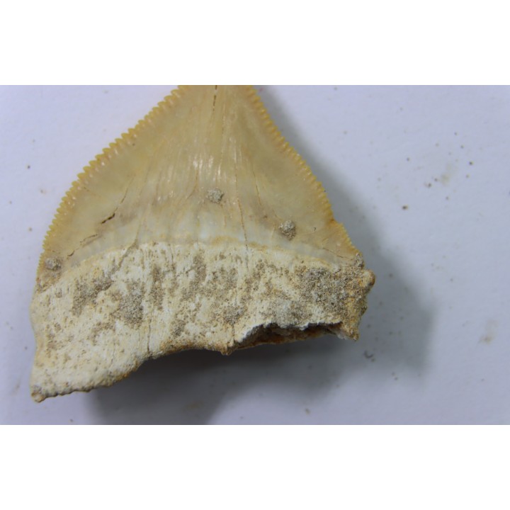 dent de requin: SQUALICORAX PRISTODONTUS - Maestrichtien - Oued Zem, Khouribga, MAROC