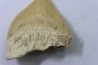 dent de requin: SQUALICORAX PRISTODONTUS - Maestrichtien - Oued Zem, Khouribga, MAROC
