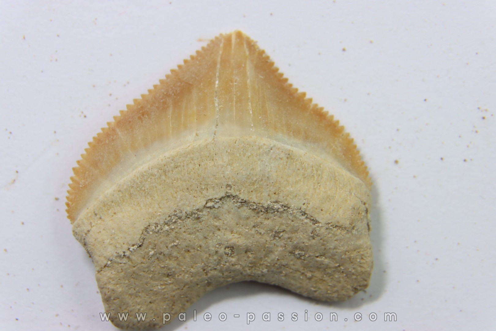 dent de requin: SQUALICORAX PRISTODONTUS - Maestrichtien - Oued Zem, Khouribga, MAROC