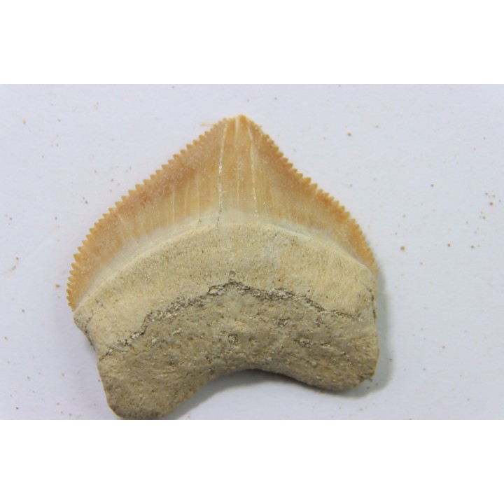shark tooth: SQUALICORAX PRISTODONTUS - Maastrichtian - Oued Zem, Khouribga, Morocco