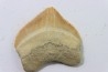 shark tooth: SQUALICORAX PRISTODONTUS - Maastrichtian - Oued Zem, Khouribga, Morocco