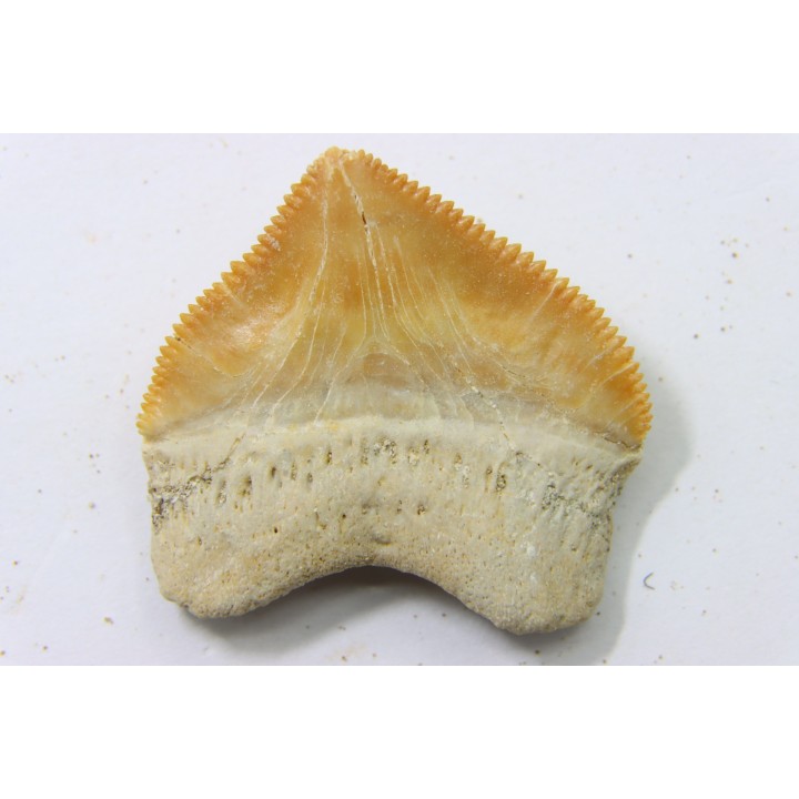 shark tooth: SQUALICORAX PRISTODONTUS - Maastrichtian - Oued Zem, Khouribga, Morocco