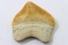 shark tooth: SQUALICORAX PRISTODONTUS - Maastrichtian - Oued Zem, Khouribga, Morocco