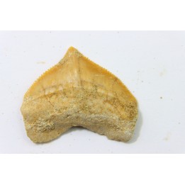 dent de requin: SQUALICORAX PRISTODONTUS - Maestrichtien - Oued Zem, Khouribga, MAROC