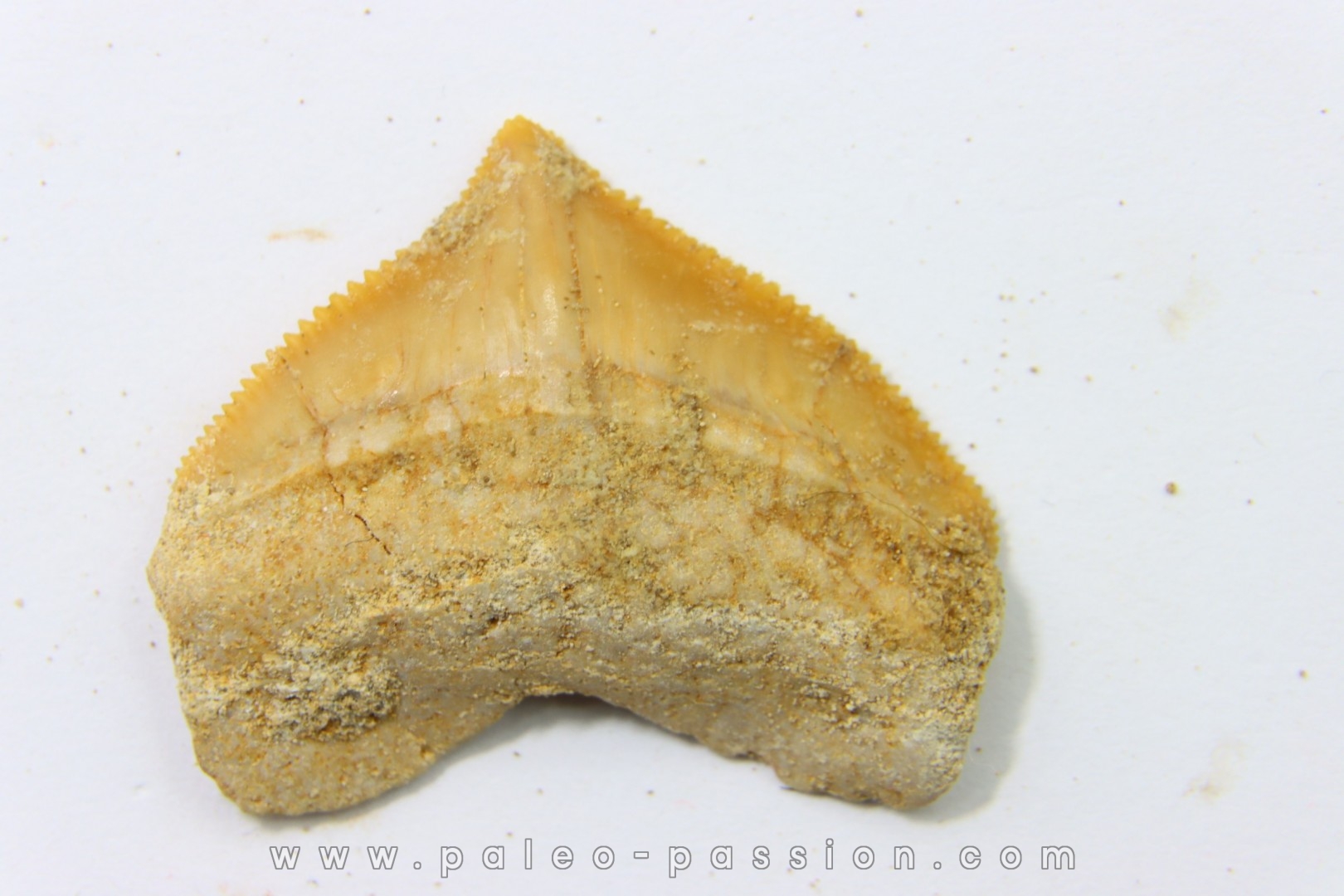 shark tooth: SQUALICORAX PRISTODONTUS - Maastrichtian - Oued Zem, Khouribga, Morocco