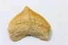 shark tooth: SQUALICORAX PRISTODONTUS - Maastrichtian - Oued Zem, Khouribga, Morocco