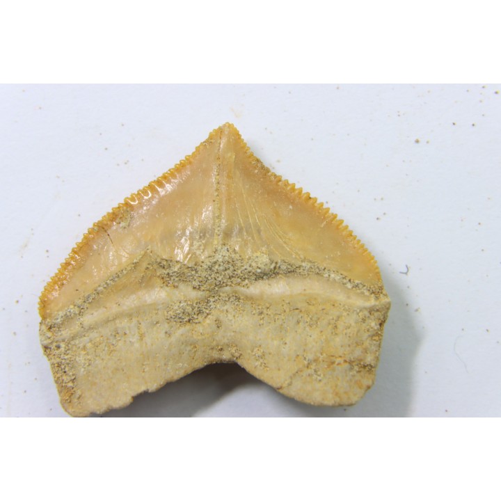 dent de requin: SQUALICORAX PRISTODONTUS - Maestrichtien - Oued Zem, Khouribga, MAROC