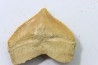 dent de requin: SQUALICORAX PRISTODONTUS - Maestrichtien - Oued Zem, Khouribga, MAROC