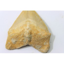 dent de requin: SQUALICORAX PRISTODONTUS - Maestrichtien - Oued Zem, Khouribga, MAROC