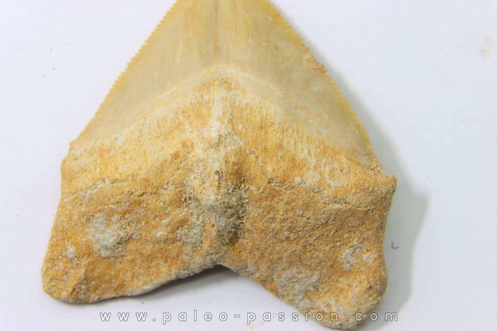 shark tooth: SQUALICORAX PRISTODONTUS - Maastrichtian - Oued Zem, Khouribga, Morocco