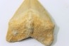 dent de requin: SQUALICORAX PRISTODONTUS - Maestrichtien - Oued Zem, Khouribga, MAROC