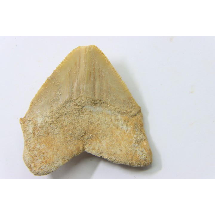 dent de requin: SQUALICORAX PRISTODONTUS - Maestrichtien - Oued Zem, Khouribga, MAROC