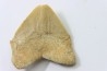 dent de requin: SQUALICORAX PRISTODONTUS - Maestrichtien - Oued Zem, Khouribga, MAROC