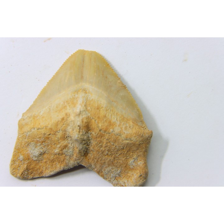 shark tooth: SQUALICORAX PRISTODONTUS - Maastrichtian - Oued Zem, Khouribga, Morocco