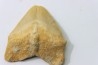 shark tooth: SQUALICORAX PRISTODONTUS - Maastrichtian - Oued Zem, Khouribga, Morocco