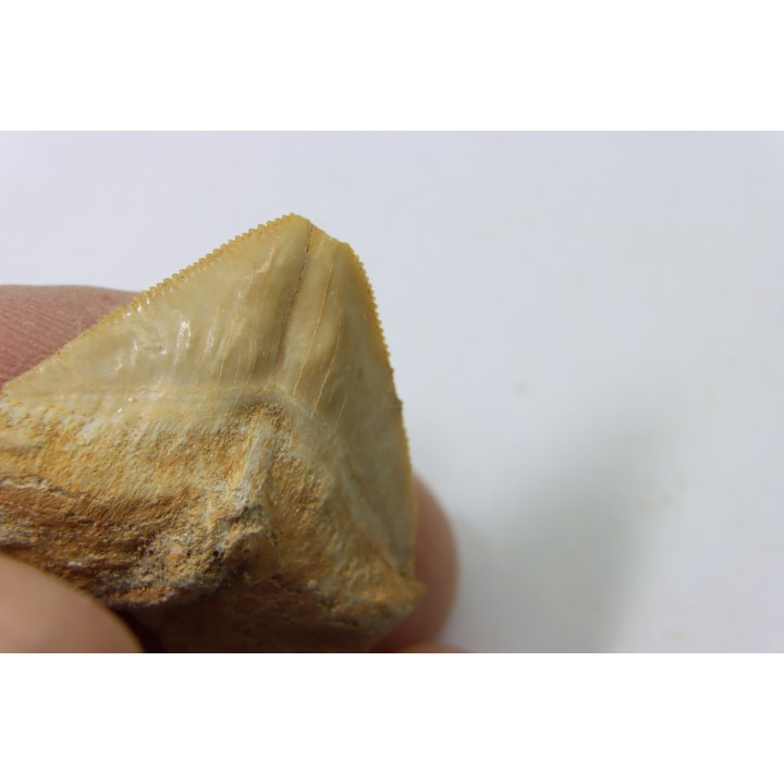 dent de requin: SQUALICORAX PRISTODONTUS - Maestrichtien - Oued Zem, Khouribga, MAROC