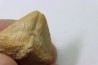 dent de requin: SQUALICORAX PRISTODONTUS - Maestrichtien - Oued Zem, Khouribga, MAROC