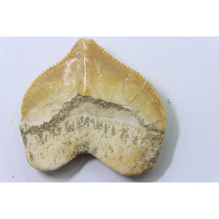 shark tooth: SQUALICORAX PRISTODONTUS - Maastrichtian - Oued Zem, Khouribga, Morocco