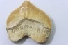 shark tooth: SQUALICORAX PRISTODONTUS - Maastrichtian - Oued Zem, Khouribga, Morocco