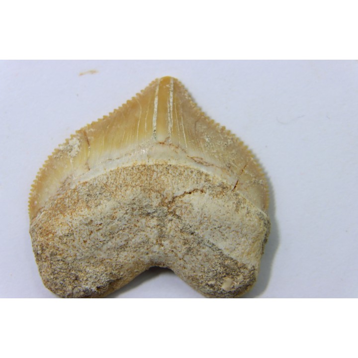 shark tooth: SQUALICORAX PRISTODONTUS - Maastrichtian - Oued Zem, Khouribga, Morocco