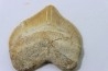 shark tooth: SQUALICORAX PRISTODONTUS - Maastrichtian - Oued Zem, Khouribga, Morocco