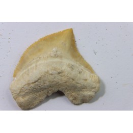 shark tooth: SQUALICORAX PRISTODONTUS - Maastrichtian - Oued Zem, Khouribga, Morocco