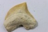 dent de requin: SQUALICORAX PRISTODONTUS - Maestrichtien - Oued Zem, Khouribga, MAROC