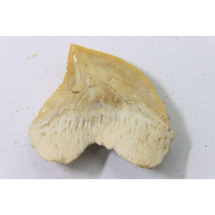dent de requin: SQUALICORAX PRISTODONTUS - Maestrichtien - Oued Zem, Khouribga, MAROC