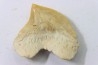 shark tooth: SQUALICORAX PRISTODONTUS - Maastrichtian - Oued Zem, Khouribga, Morocco