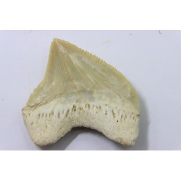 dent de requin: SQUALICORAX PRISTODONTUS - Maestrichtien - Oued Zem, Khouribga, MAROC