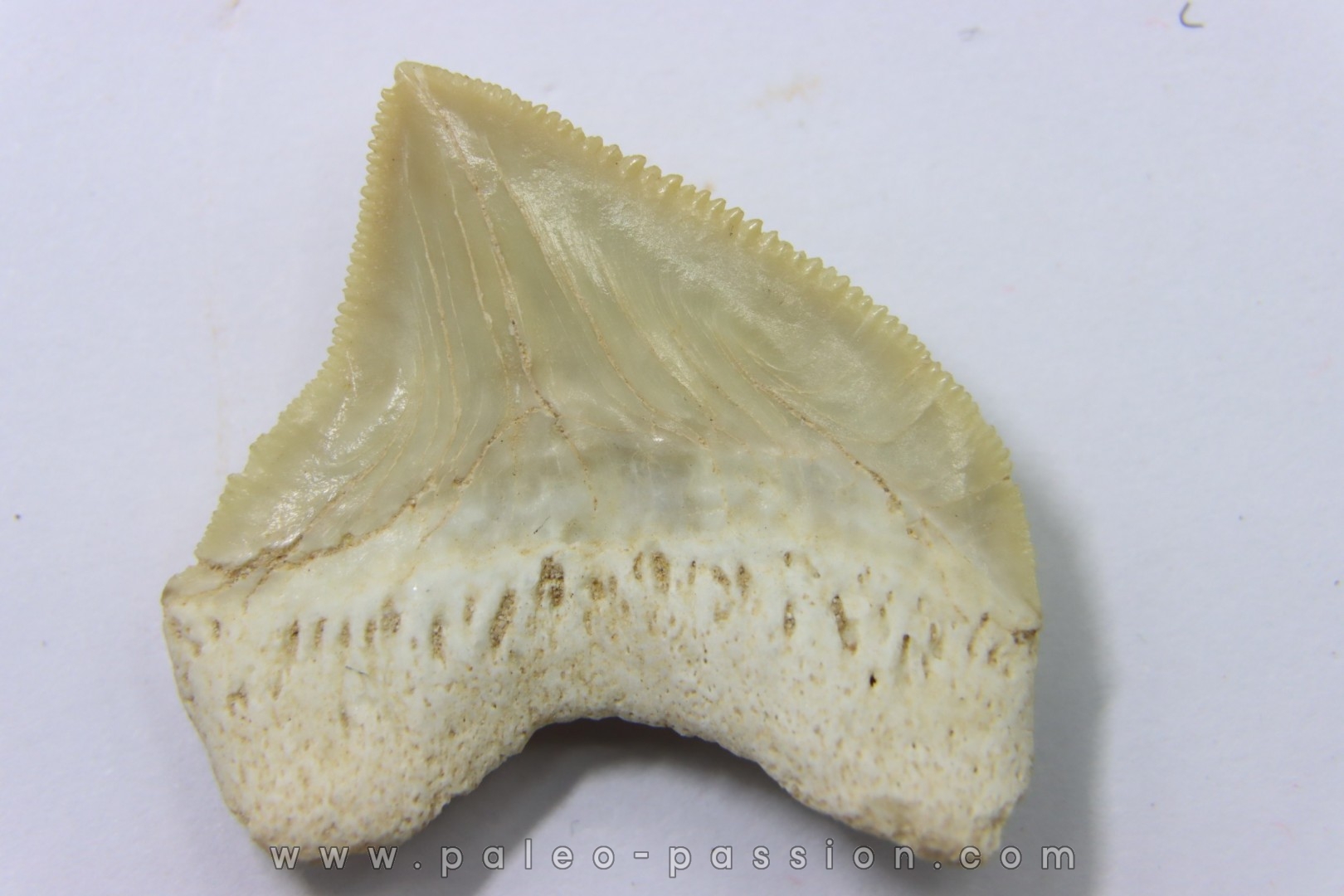 shark tooth: SQUALICORAX PRISTODONTUS - Maastrichtian - Oued Zem, Khouribga, Morocco
