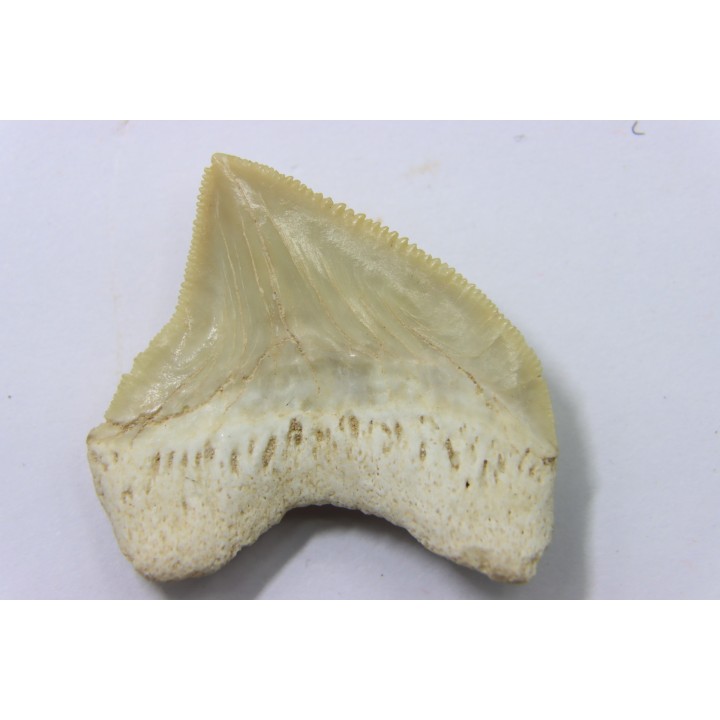 dent de requin: SQUALICORAX PRISTODONTUS - Maestrichtien - Oued Zem, Khouribga, MAROC