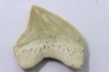 dent de requin: SQUALICORAX PRISTODONTUS - Maestrichtien - Oued Zem, Khouribga, MAROC