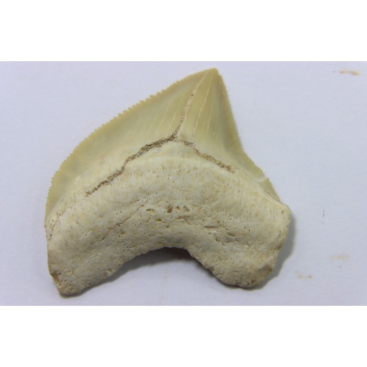 dent de requin: SQUALICORAX PRISTODONTUS - Maestrichtien - Oued Zem, Khouribga, MAROC