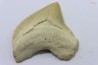 shark tooth: SQUALICORAX PRISTODONTUS - Maastrichtian - Oued Zem, Khouribga, Morocco