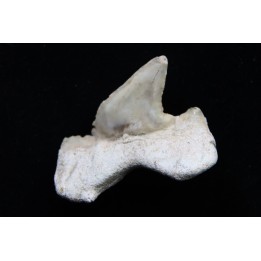 OTODUS OBLIQUUS - (pathologic) - Ypresian - Oued Zem, Morocco