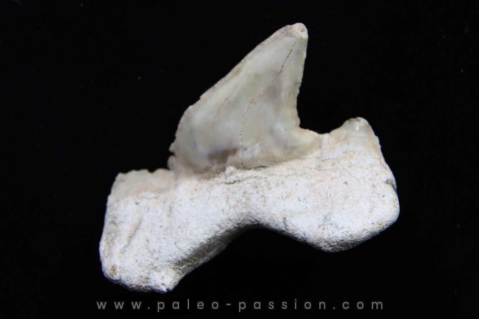 OTODUS OBLIQUUS - (pathologic) - Ypresian - Oued Zem, Morocco