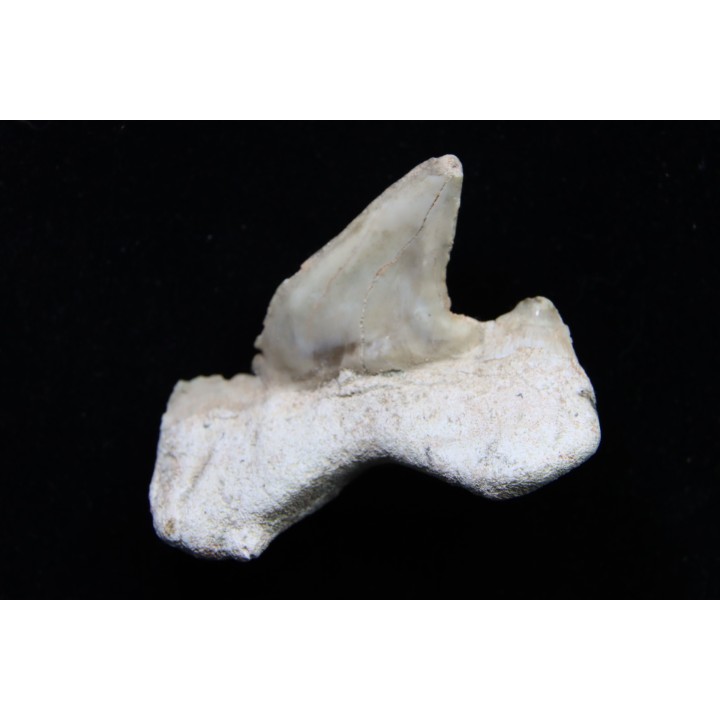 OTODUS OBLIQUUS - (pathologic) - Ypresian - Oued Zem, Morocco