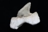 OTODUS OBLIQUUS - forme pathologique - Ypresien - Oued Zem, Maroc