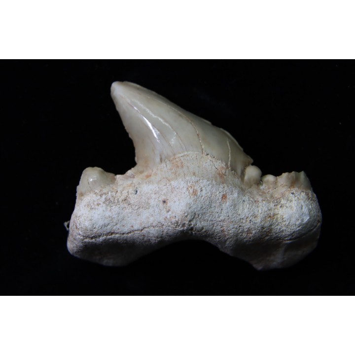 OTODUS OBLIQUUS - forme pathologique - Ypresien - Oued Zem, Maroc