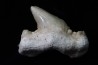 OTODUS OBLIQUUS - forme pathologique - Ypresien - Oued Zem, Maroc