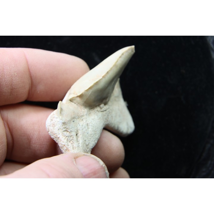 OTODUS OBLIQUUS - forme pathologique - Ypresien - Oued Zem, Maroc
