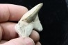 OTODUS OBLIQUUS - (pathologic) - Ypresian - Oued Zem, Morocco