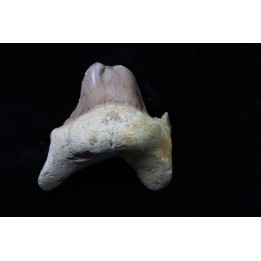 OTODUS OBLIQUUS - forme pathologique - Ypresien - Oued Zem, Maroc